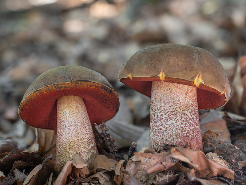 Boletus luridiformis